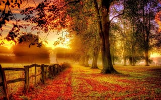 Картинка природа, листья, осень, изгородь, деревья