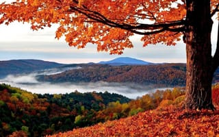 Картинка природа, осень, листья, туман, деревья