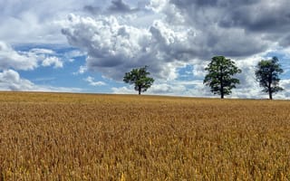 Картинка поле, небо, облака, пшеница