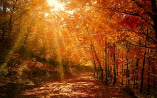 Обои природа, осень, лес, деревья