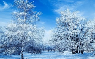 Картинка природа, лес, снег