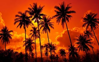 Картинка природа, закат, пальмы