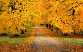 Картинка природа, деревья, дорога, лес, осень