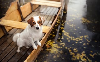 Картинка собака, животное, в лодке