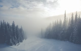 Картинка лес, снег, деревья, туман, зима