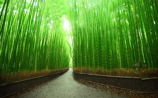 Картинка природа, бамбуковая роща, япония