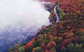Обои природа, лес, дорога, туман