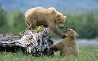 Картинка медвежата, животные, природа