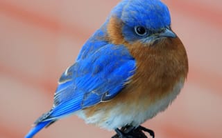 Картинка птица, bluebird, птичка