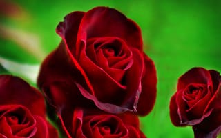 Обои роза, красная