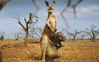 Картинка кенгуру, бегемот в сумке