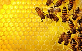 Картинка макро, пчела, мёд, насекомое, соты
