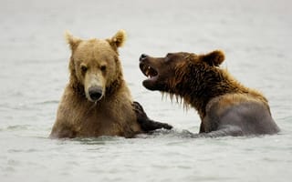 Картинка медведи, в воде, животные
