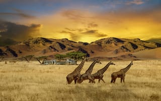 Картинка africa, safari, animals