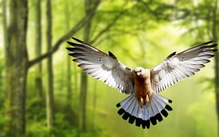 Картинка bird, dove, flight, forest