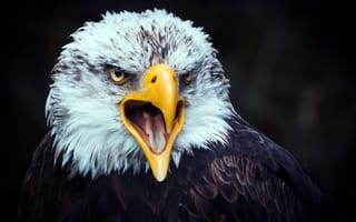 Картинка eagle, beak, tongue