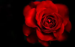 Картинка flower, rose, red rose