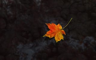 Картинка осень, вода, лист