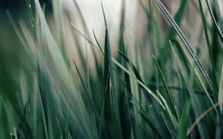 Картинка макро, растение, трава, зелень