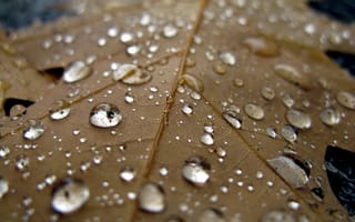 Картинка осен, лист, капли, прохлада, дождь, вода, макро