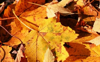 Картинка осень, природа, макро фото, лист