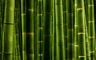 Картинка бамбук, стволы, природа, макро