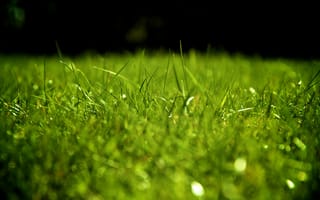 Картинка зелень, газон, трава
