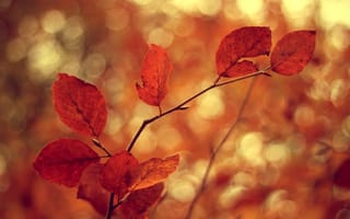 Картинка блики, ветки, листья, осень, размытость, боке, ветви