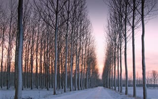 Картинка пейзаж, закат, деревья, зима, дорога, красота, снег