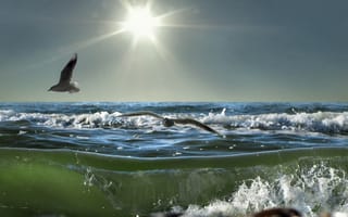 Картинка солнце, море, чайка