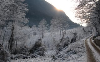 Обои дорога, зима, лес