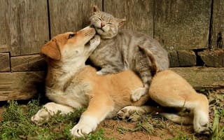 Картинка дружба, кошка, животные, друзья, позитив, кот, собака