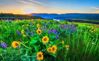 Картинка горы, солнца, река, луг, свет, цветы, красиво, утро, природа, тема, Украина, холмы