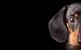 Картинка чёрный фон, собака, такса, смотрит, глаз