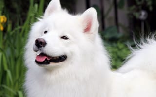 Картинка Самоедская порода, собака, красота, уши, взгляд, морда