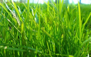 Картинка зелень, зеленая трава, лужайка