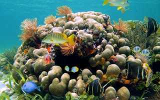Картинка океан, под водой, рыбки, лето, тема, красиво, кораллы, природа