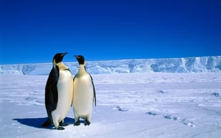 Обои антарктика, животные, пингвины