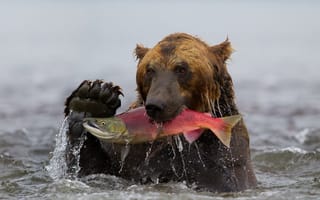 Обои медведь, нерка, улов, вода, рыба, Камчатка