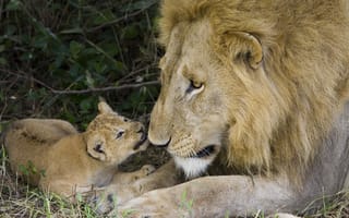 Обои природа, хищники, семья, лев, кошки, львенок