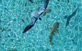 Картинка остров Таити, океан, красота, отражение, акулы, птица