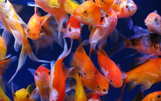 Картинка aquarium fish, goldfish, aquarium