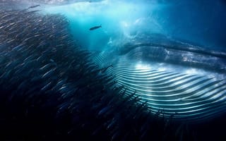 Картинка Синий кит, красиво, 33 метра, 150 тонн, под водой, кит, рыба, гигант