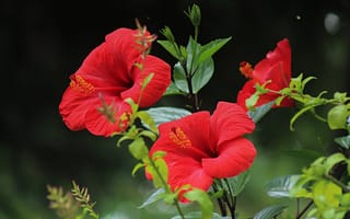 Картинка красный гибискус, Цветы, растения