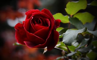 Картинка роза, Цветы, красная, растения