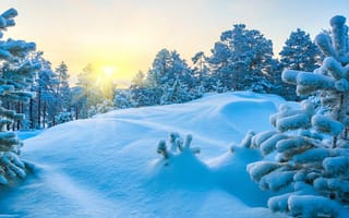 Картинка зима, солнце, сосны, снег, сугробы, деревья