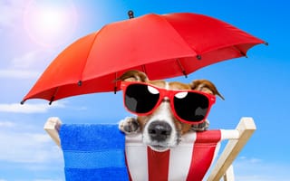 Картинка собака, очки, зонт, взгляд
