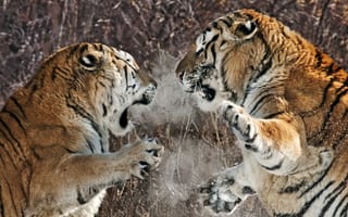 Картинка Тигры, борьба, два, животные
