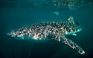 Картинка китовая акула, гигант, под водой, океан, дайвинг