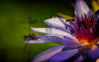 Картинка цветок, пчела, Макро, стрекоза